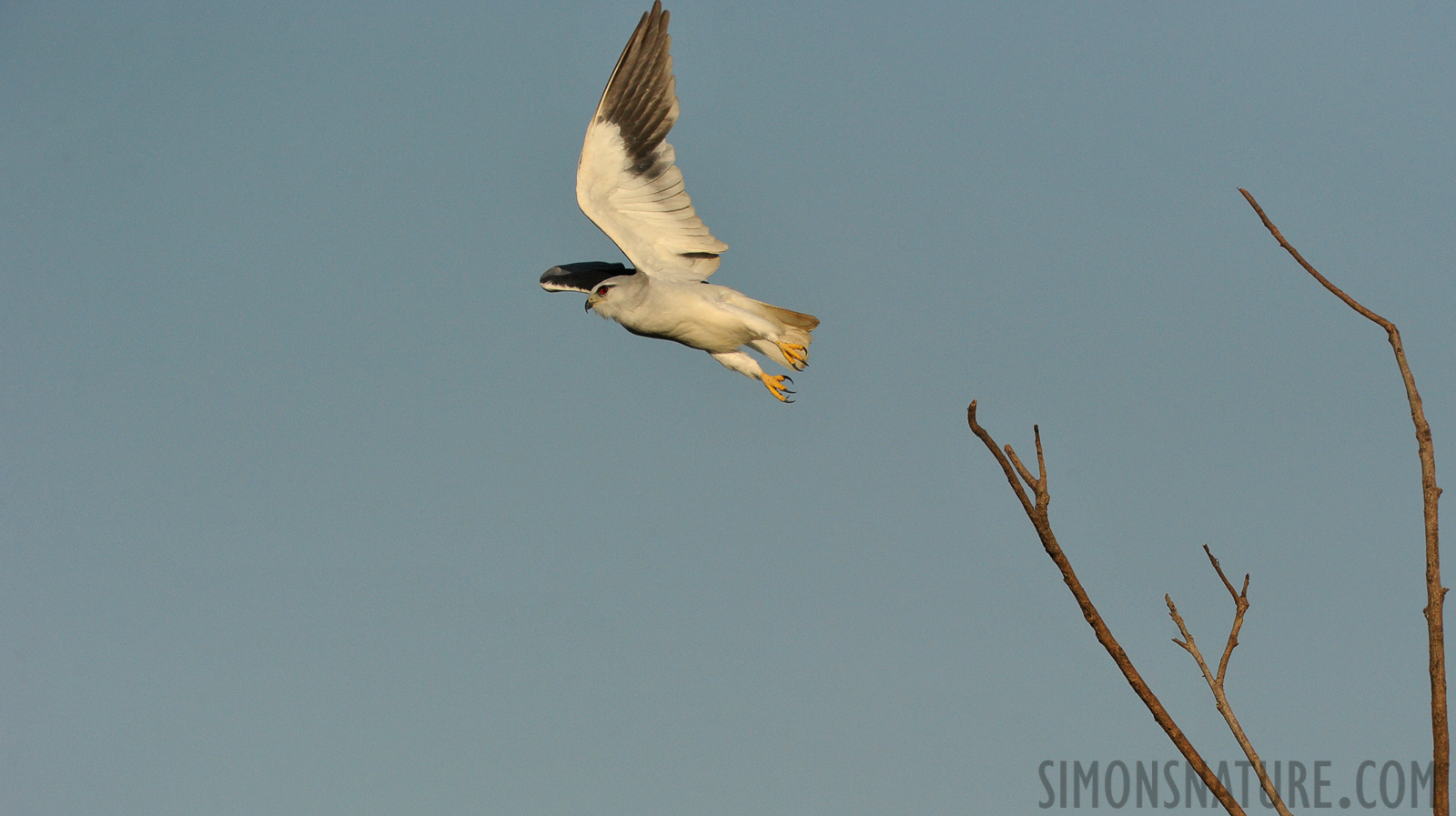 Elanus caeruleus vociferus [550 mm, 1/5000 sec at f / 9.0, ISO 1600]